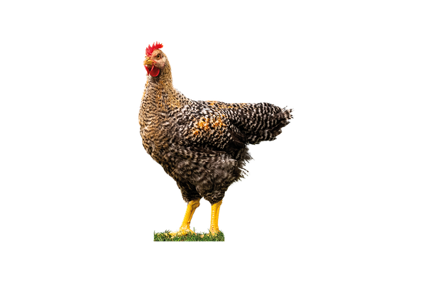 Poulets proposés à la vente par EL MORIJAH
